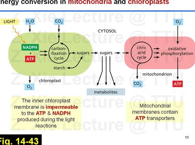Lecture slide: Energy conversion in mitochondria and chloroplasts