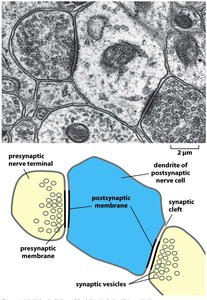 Electron micrograph and diagram of synaptic structure