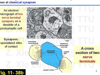 Lecture slide with electron micrograph and synapse diagram