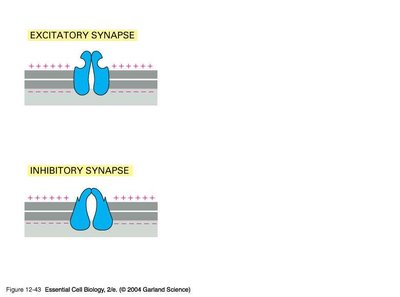 Excitatory and inhibitory synapse diagrams