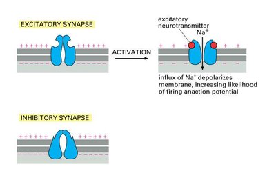 Excitatory synapse activation and Na+ influx