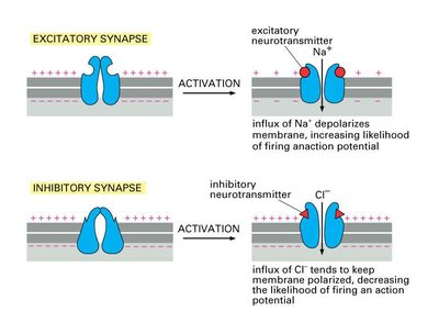 Excitatory and inhibitory synapse activation with Na+ and Cl- influx