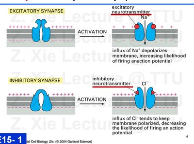 Lecture slide: Excitatory and inhibitory synapse activation