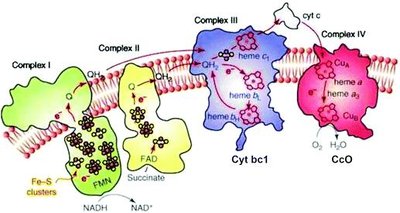Diagram of the electron transport chain complexes and electron flow