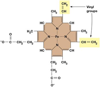 Structure of a heme group in cytochromes