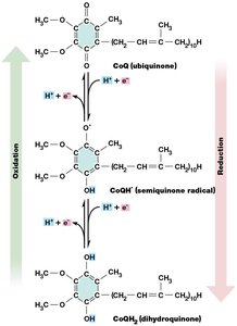 Redox states of coenzyme Q (ubiquinone)