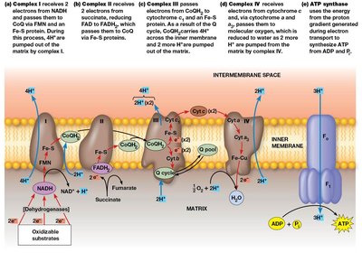 Overview of the electron transport chain and ATP synthesis