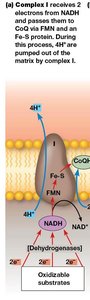 Complex I electron transfer and proton pumping