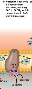 Complex II electron transfer