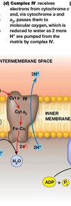 Complex IV electron transfer and proton pumping