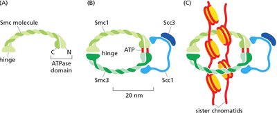 Cohesin protein structure and function