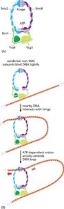 Condensin protein mechanism