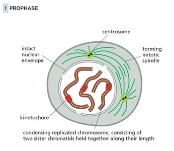 Prophase diagram