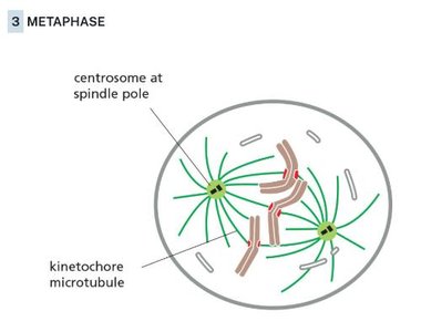 Metaphase diagram