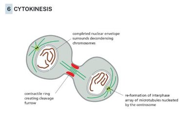 Cytokinesis diagram
