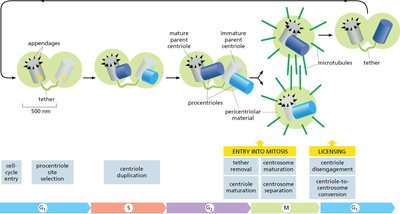 Centrosome cycle