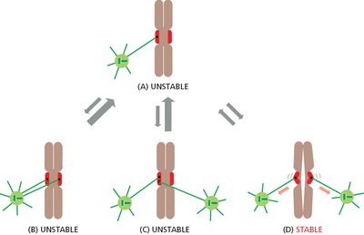 Kinetochore attachment stability