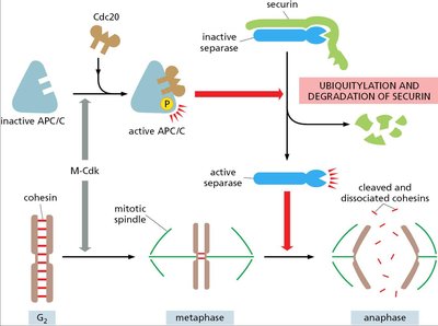 Sister chromatid separation mechanism