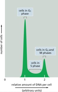 DNA content histogram for cell cycle phases