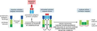 Initiator caspase activation