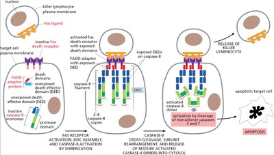 Extrinsic apoptosis pathway
