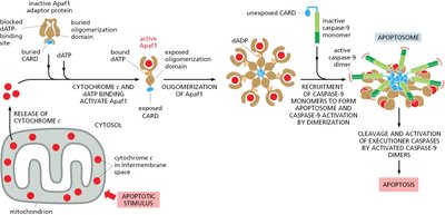 Intrinsic apoptosis pathway