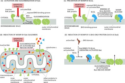 Bcl2 proteins in apoptosis