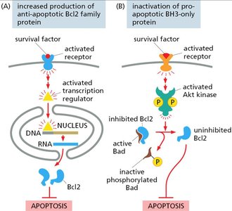 Inhibition of apoptosis
