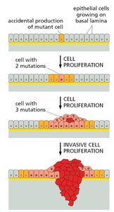 Clonal evolution in tumors