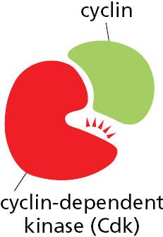 Cyclin and Cdk interaction