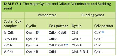 Table of major cyclins and Cdks