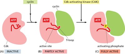 Cdk activation mechanism