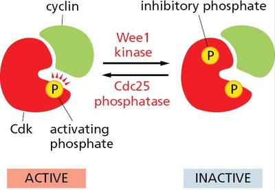 Cdk inactivation and reactivation