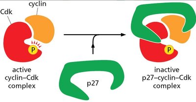 p27 inhibition of cyclin-Cdk complex