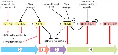 Cell cycle checkpoints and regulation
