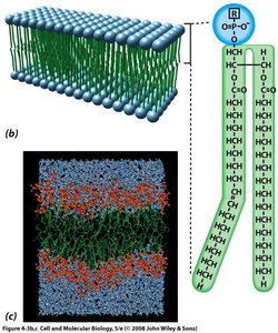 Phospholipid bilayer structure and chemical detail