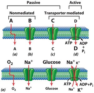Passive and active transport mechanisms