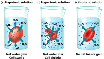 Osmosis: hypotonic, hypertonic, isotonic solutions