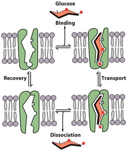Facilitated diffusion mechanism
