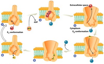 Na+/K+ pump mechanism
