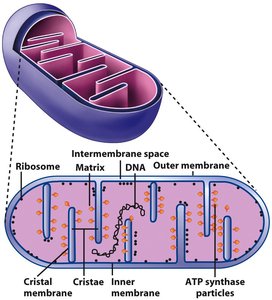 Mitochondrial structure and compartments