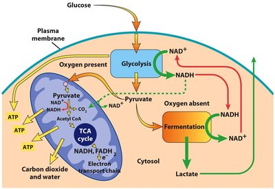 Glycolysis and TCA cycle overview