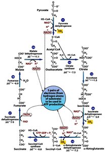 TCA cycle reactions and ATP production