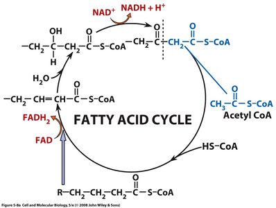Fatty acid cycle and acetyl CoA production