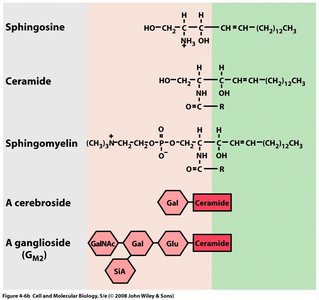 Phosphoglyceride structure and lipid bilayer