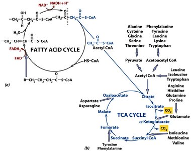 Fatty acid cycle and amino acid entry into TCA cycle