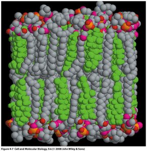 Sphingolipid and glycosphingolipid structures