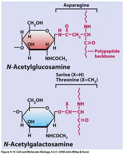 Glycoprotein carbohydrate linkage types