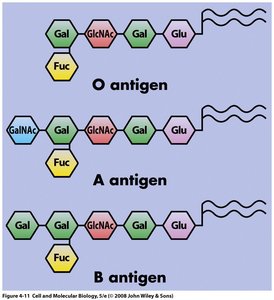 ABO blood group antigens