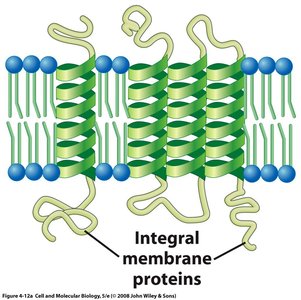Integral membrane protein structure
